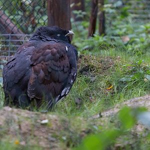 Capercaillie : Wildwood : 16 Oct 2014
