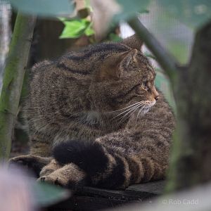 Wildcat : Wildwood : 16 Oct 2014