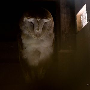 Barn owl : Wildwood : 16 Oct 2014
