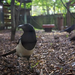 Common magpie : Wildwood : 16 Oct 2014