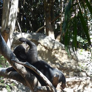 Chillaxing sun bear