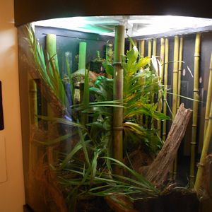 Coconut crab exhibit