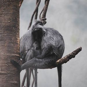 Silvered Leaf Monkeys