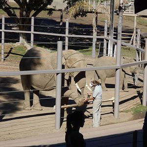 Elephant demonstration