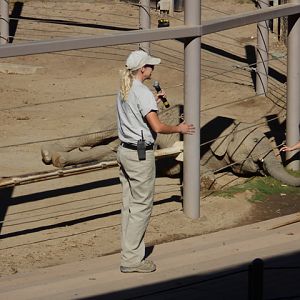 Elephant training demonstration