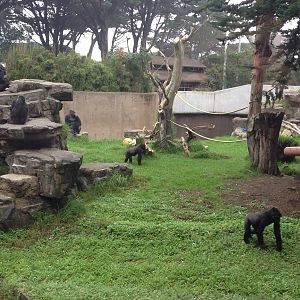 New arrivals and the Gorilla troop