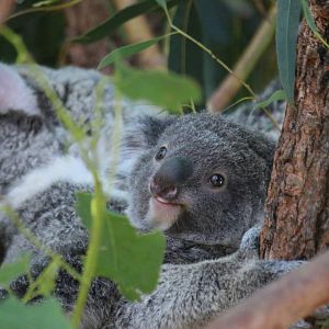 New baby Koala