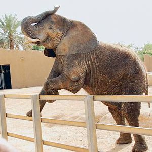 Riyadh Zoo