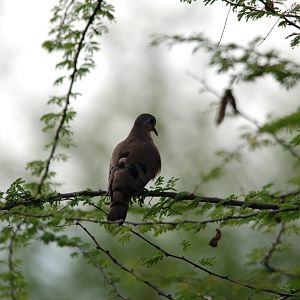 Emerald-spotted Wood Dove in Awash NP, 12/10/14
