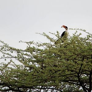 Von der Decken's Hornbill in Awash NP, 12/10/14
