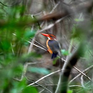 African Pygmy Kingfisher in Awash NP, 12/10/14