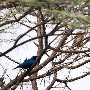 Pearl-spotted Owlet in Awash NP, 12/10/14