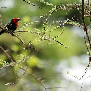 Black-billed Barbet in Awash NP, 12/10/14