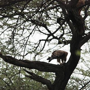 Tawny Eagle in Awash NP, 12/10/14