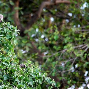 Red-bellied Parrots in Awash NP, 12/10/14