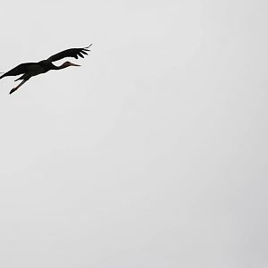 Black Stork in Awash NP, 12/10/14