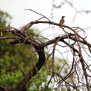 Nubian Woodpecker in Awash NP, 12/10/14
