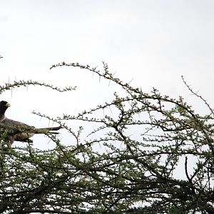 Eastern Grey Plantain-eater in Awash NP, 12/10/14