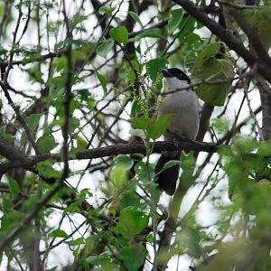 Northern Puffback in Awash NP, 12/10/14