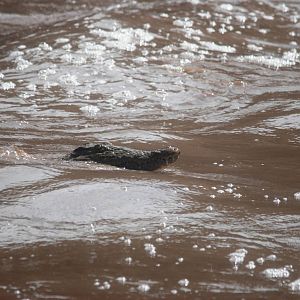 Nile Crocodile in Awash NP, 12/10/14