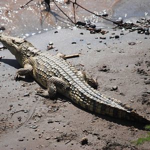 Nile Crocodile in Awash NP, 12/10/14