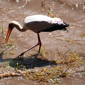 Yellow-billed Stork in Awash NP, 12/10/14