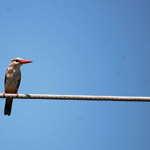Grey-headed Kingfisher in Awash NP, 12/10/14