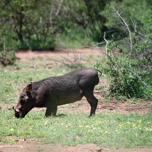 Common Warthog in Awash NP, 12/10/14