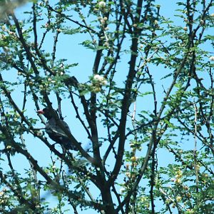 Red-billed Buffalo Weaver in Awash NP, 12/10/14