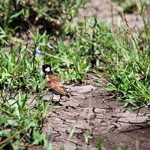 Chestnut-backed Sparrow-lark in Awash NP, 12/10/14