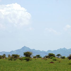 Beisa Oryx Herd in Awash NP, 12/10/14