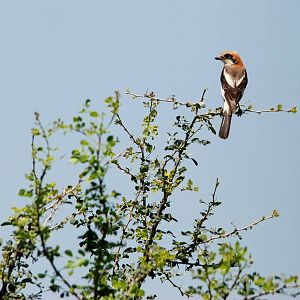 Woodchat Shrike in Awash NP, 12/10/14