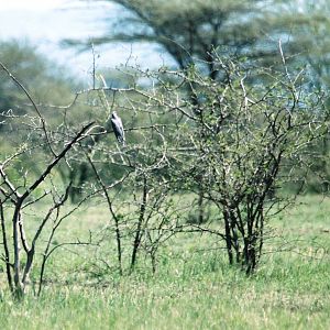 African Cuckoo in Awash NP, 12/10/14