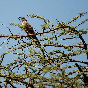 Tawny Pipit in Awash NP, 12/10/14