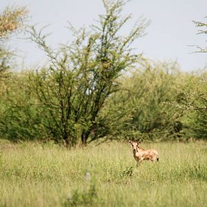 Beisa Oryx Calf in Awash NP, 12/10/14