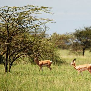 Soemmerring's Gazelles in Awash NP, 12/10/14