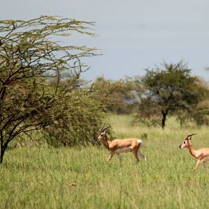 Soemmerring's Gazelles in Awash NP, 12/10/14