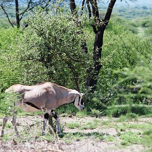 Beisa Oryx in Awash NP, 12/10/14