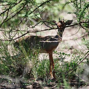 Harar Dik-diks in Awash NP, 12/10/14