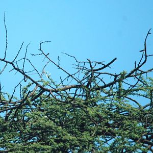 White-throated Bee-eater in Awash NP, 12/10/14