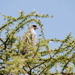 Dark Chanting Goshawk in Awash NP, 12/10/14