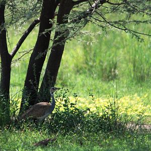 White-bellied Bustard in Awash NP, 12/10/14