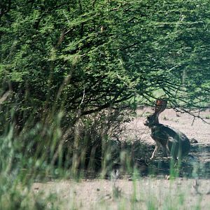 Abyssinian Hare in Awash NP, 12/10/14