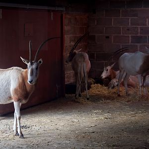 Scimitar-horned oryx : Whipsnade : 30 Nov 2014