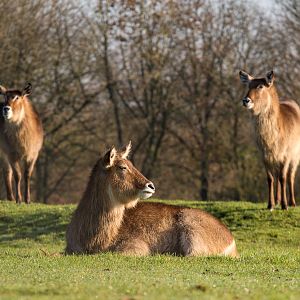 Common / Ellipsen waterbuck : Whipsnade : 30 Nov 2014