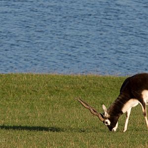 Blackbuck : Whipsnade : 30 Nov 2014