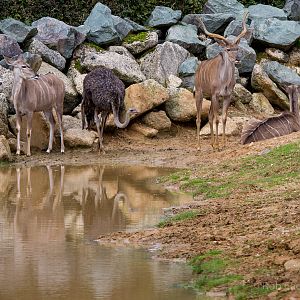 Greater kudu & ostrich : Colchester : 18 Oct 2014