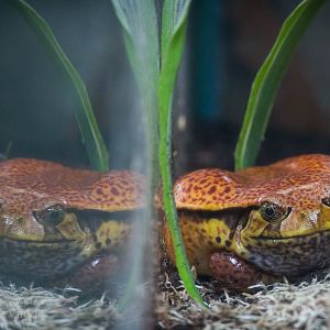 False tomato frog : Colchester : 18 Oct 2014