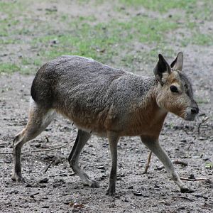 Patagonian mara