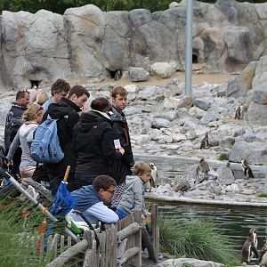 Humboldt penguin enclosure